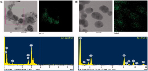 Figure 3. Elemental mapping and EDX spectrum of silver nanoparticles (a) and gold nanoparticles (b).