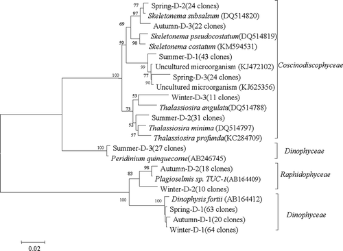 Fig. 3. Phylogenetic tree obtained from a Neighbour joining analysis of the most dominant OTUs (number of clones in parentheses) discriminated by Form 1D rbcL for surface seawater sampled in the coastal East China Sea in four seasons. Sequences in GenBank are included with accession numbers in parentheses. The numbers around the branches represent full heuristic bootstrap values (with 1000 replicates) greater than 50%. The scale bar represents substitutions/site.