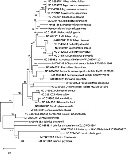 Figure 1. Phylogenetic tree of 37 species in family Sciaenidae. The 36 mitogenome sequences from GenBank database and Pseudotolithus typus mitogenome sequence were aligned using ClustalW and phylogenetic analysis was conducted by maximum likelihood method with 1000 bootstrap. The percentage at each node is the bootstrap probability.