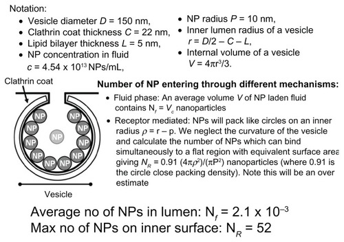 Figure 11 A series of calculations to estimate the number of nanoparticles that could enter a vesicle under the incubation conditions described in materials and methods. It is estimated that nanoparticles are nearly 25,000 times more likely to enter cells when they are bound to the membrane than in the fluid phase.Abbreviation: NP, nanoparticle.