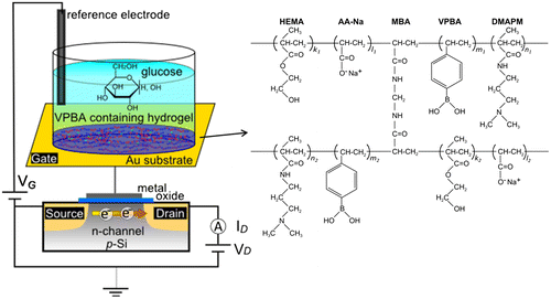 Figure 1. Schematic illustration of copolymerized hydrogel-based FET for glucose recognition. The FET was composed of an extended-gate FET with an Au substrate. A thin layer of hydrogel with a structural formula of poly(HEMA-ran-DMAPM-ran-VPBA-ran-AA) was copolymerized on the Au surface, where it interacted with glucose. HEMA and DMAPM were used as the main-chain monomers, AA was used to improve absorbability and VPBA was used as the glucose recognition component.