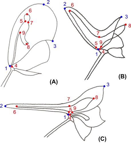 Figure 3. Position of the landmarks for the three flower types. (A) Aconitum type. (B) Consolida type. (C) Delphinium type.