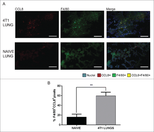 Figure 3. CCL8 is produced by F4/80+ macrophages in the lungs of 4T1 tumor-bearing mice, 3 weeks after orthotopic implantation. (A) Representative images of 4T1 and naïve lung samples showing CCL8+ and F4/80+ single stains and merged images. (B) Quantification of F4/80 and CCL8 overlap represented as % F4/80+ pixels that are CCL8+, n = 4. Significance denotes comparison of the experimental group to the equivalent organs in naive mice analyzed using a Student's unpaired two-tailed t-test, **p < 0.01. Images were taken with a 20X objective lens. Scale bar = 62 μm.