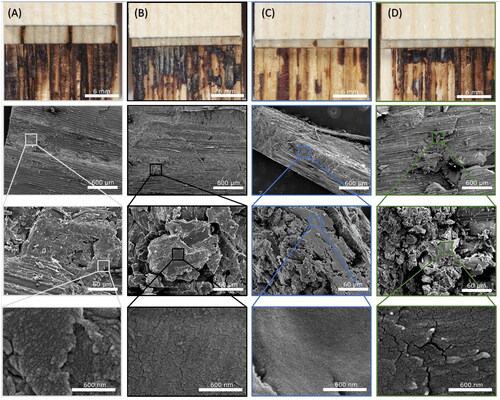 Figure 6. Photography of the shear surface and SEM images of sections of the welded surface of lignin-treated spruce after tensile shear tests. (A) Untreated control, (B) kraft lignin, (C) acetylated kraft lignin and (D) succinylated kraft lignin.