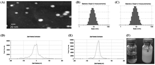 Figure 2. Characterization of mixed micelles. Transmission electron microscope images of QT-loaded mixed micelles (A); size distribution of micelles without QT (B) and QT-loaded mixed micelles (C); the zeta potential distributions of unloaded mixed micelles (D) and QT-loaded mixed micelles (E); external photos of QT-loaded mixed micelles in water (F-i) and QT in water at the same concentration (F-ii).