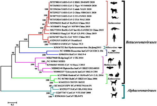 Figure 1. Phylogenetic analysis of human and animal coronaviruses including the SARS-CoV-2 isolated from tiger, mink and human beings. Reproduced from Salajegheh Tazerji et al. (2020) under Creative Commons Attribution (CC BY) licence.