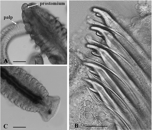 Figure 2. Adult morphology of Polydora rickettsi. A, anterior end, dorsal view; B, modified chaetae of segment 5; C, pygidium. Scale bars: A, C, 50 μm. B, 30 μm.