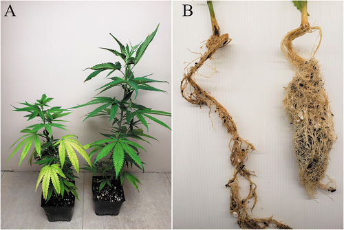 Fig. 4 Symptoms of disease caused by Pythium myriotylum on cannabis plants with and without application of two biocontrol agents. (A) Lalstop was applied 7 days before inoculation with Pythium. Disease was rated after 18 days of incubation at 30°C. The plant on the left is the pathogen only treatment, the plant on the right received Lalstop. (B) Rootshield was applied 7 days before inoculation with Pythium. The root system shown on the left received the pathogen only while the one on the right received Rootshield. Roots were removed from the pots 18 days after inoculation with Pythium. Results from experiment 1 are shown.