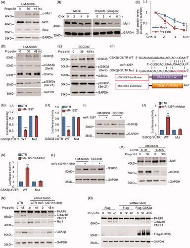 Figure 4. miR-1297 suppresses GSK3β in human OSCC cells. (A) UM-SCC6 cells were treated with propofol for the indicated times. The expression levels of p-Mcl1 and Mcl1 were analyzed by western blot. (B, C) UM-SCC6 cells with or without knockdown of GAS5 were treated with 20 μg/ml propofol for 36 h, and the cells were incubated with 10 μM CHX for the indicated periods. Cell lysates from the indicated time points were subjected to western blot analysis with anti-Mcl1 antibody. (D, E) UM-SCC6 and SCC090 cells were treated with 20 μg/ml propofol for the indicated times. The expression levels of GSK3α and GSK3β were analyzed by western blot. (F) Schematic diagrams of luciferase reporters containing the wild-type or mutational binding site of miR-1297 on GSK3β 3'UTR, named GSK3β-3 UTR wild type (WT) or Mut. (G–I) GSK3β-3 UTR WT or Mut together with miR-1297 were transfected into UM-SCC6 and SCC090 cells. Luciferase activity was measured by luciferase assay, and the protein levels of GSK3β were analyzed by western blot. (J–L) GSK3β-3 UTR WT or Mut together with the miR-1297 inhibitor were transfected into UM-SCC6 and SCC090 cells. Luciferase activity was measured by luciferase assay, and the protein levels of GSK3β were analyzed by western blot. (M) UM-SCC6 cells with or without GAS5 knockdown were treated with 20 μg/ml propofol for the indicated times, and cell lysates were analyzed using the indicated antibodies. (N) miR-1297 inhibitor or the negative control was transfected into UM-SCC6 cells with or without GAS5 knockdown. The cells were then treated with 20 μg/ml propofol, and cell lysates were analyzed using the indicated antibodies. (O) Flag-GSK3β or the empty vector was transfected into UM-SCC6 cells with or without GAS5 knockdown, and the cells were then treated with 20 μg/ml propofol. Cell lysates were analyzed using the indicated antibodies. For G, H, J, and K, the results are representative of three independent experiments, and the data are shown as the means ± s.d. Student’s t-test, *p < .05, **p < .01, ***p < .001.