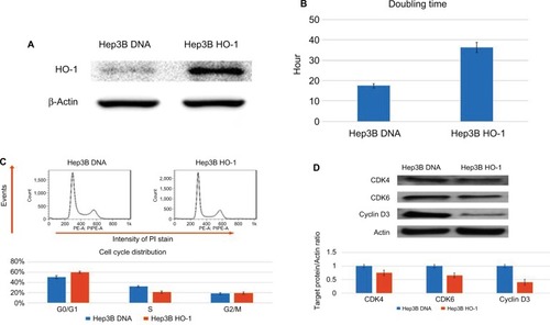 Figure 2 Increasing intracellular HO-1 protein levels by transfecting cells with the HO-1 expression vector significantly decreased cell growth and induced cell cycle arrest at G1 phase in Hep3B cells.Notes: (A) HO-1 was overexpressed in Hep3B cells represented by Hep3B HO-1 cells (Hep3B cell with HO-1 overexpression) and mock overexpression of HO-1 in Hep3B cells represented by Hep3B DNA cells (Hep3B cell with mock overexpression of HO-1). (B) The double time of Hep3B DNA cells or Hep3B HO-1 cells is 17±0.8 or 36±2 hours, respectively. (C) The cell cycle distribution of Hep3B DNA cells and Hep3B HO-1 cells were then analyzed by flow cytometry. Hep3B HO-1 cells had higher percentage of G1 phase cells than Hep3B DNA cells (60%±2% vs 48%±1.2%). (D) The Western blot showed that HO-1 overexpression repressed CDK4, CDK6, and Cyclin D3 expression in Hep3B cells.Abbreviations: HO-I, heme-oxygenase-1.