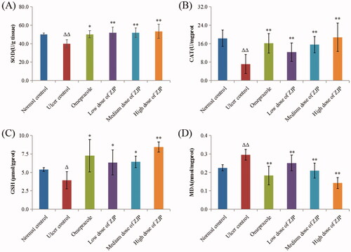 Figure 11. Effect of ZJP on the level of (A) SOD, (B) CAT, (C) GSH and (D) MDA in the gastric tissue of different treated groups. Δ: comparing with the normal control group, *: comparing with the ulcer control group.