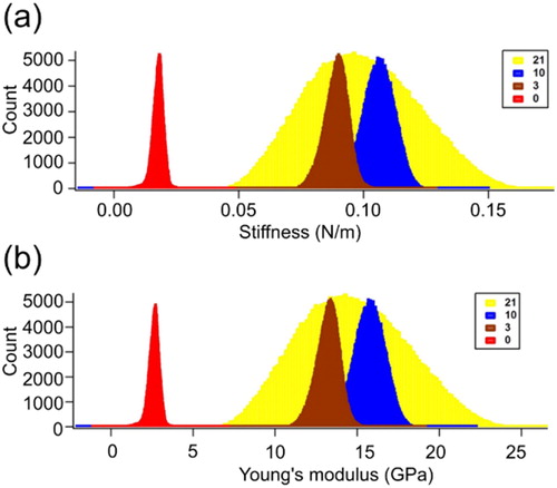 Figure 2. Stiffness and Young’s modulus of lysozyme fibrils. The day 1 lysozyme was shown in red color, having the lowest stiffness as well as Young’s modulus. The days 3, 10 and 21 were shown in maroon, blue and yellow color, respectively.