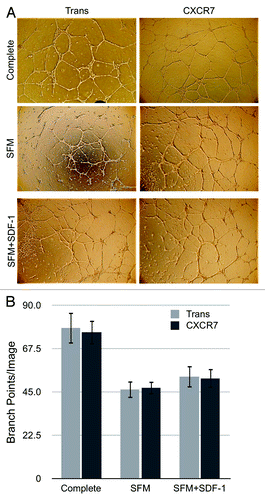 Figure 5. CXCR7 expression does not affect angiogenesis. pLEC were infected with Trans or Trans+CXCR7. At 20 h post-infection cells were trypsinized and replated onto matrigel in complete medium or serum-free medium with or without SDF-1 at 50 ng/ml. Tubule formation was analyzed at 24 h post-plating by (A) light microscopy and (B) quantitation of branch points in 3–5 wells per condition from four independent experiments. P > 0.8 for Trans vs. CXCR7 in all conditions. P > 0.2 for SFM vs. SDF-1 for both Trans and CXCR7.