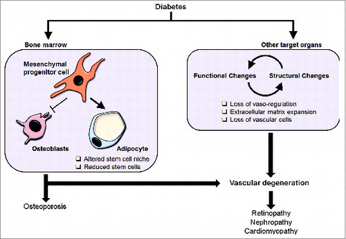 Figure 2. Effect of diabetes in target organs systems. Diabetes leads to structural and functional changes in target organs resulting in loss of blood vessel integrity and vasoregulation. Continued damage to blood vessels leads to a reduction in blood flow to target organs and loss of vascular cells. Vessel degeneration and ischemia play critical roles in the development of secondary complications of diabetes including retinopathy, nephropathy, and cardiomyopathy. In the bone marrow, diabetes changes the cellular composition by increasing adipogenesis and reducing osteoblastogenesis. These are believed to alter the stem cell niche resulting in stem cell dysfunction and depletion. The end result would be impaired repair and regeneration of vasculature in target organs of secondary complications.