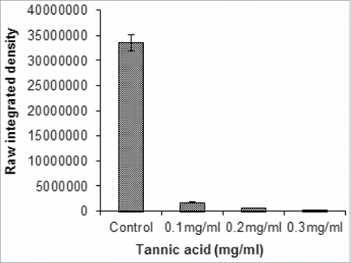 Figure 2. P. aeruginosa N6P6 biofilm growth in the presence of tannic acid (calculated as raw integrated density using IMAGE J).