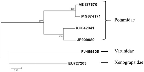 Figure 1. Molecular phylogenetic analysis by Maximum Likelihood method. The evolutionary history was inferred using the Maximum Likelihood method based on the Tamura 3-parameter model. The tree with the highest log likelihood (-13987.63) is shown. The percentage of trees in which the associated taxa clustered together is shown next to the branches. The tree is drawn to scale, with branch lengths measured in the number of substitutions per site. The analysis involved 6 nucleotide sequences. Codon positions included were first. All positions containing gaps and missing data were eliminated. Evolutionary analyses were conducted in MEGA7. Nucleotide sequence of the Geothelphusa sp. DJL-2014 isolate Gm01 (MG674171), G. dehaani (AB187570), Sinopotamon yangtsekiense (JF909980), and Sinopotamon xiushuiense (KU042041) were used. Eriocheir japonica (FJ455505) and Xenograpsus testudinatus (EU727203) were selected as outgroups.