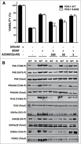 Figure 2. Primary cultures of cortical neurons derived from PDK1 wild type (WT) and PDK1 K465E knock-in (KI) E15,5 embryo littermates were generated as described.Citation27 After 6 d in culture, cells were incubated in complete medium or deprived of serum for 24 h in the absence or presence of 50 ng/ml of Brain-Derived Neurotrophic Factor (BDNF) and the indicated concentrations of the AZD8055 inhibitor. Cell viability was determined by the MTT (1-(4,5-Dimethylthiazol-2-yl)-3,5-diphenylformazan) reduction assay and is represented as the mean ± standard errors of the mean from 5 independent embryos per genotype, with each sample assayed in quadriplicate. As a control for the different treatments, cell lysates from matched PDK1 wild type and PDK1 mutant littermate mice were immunoblotted with the indicated antibodies, where the first 8 lanes and the last 2 lanes were generated from separate gels. **, P < 0.01 between genotypes as determined by the Student's t test.
