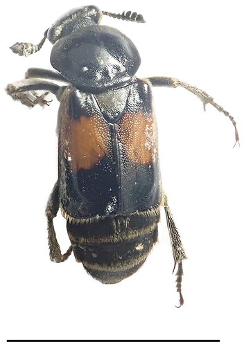 Figure 1. Adult of Ptomascopus plagiatus (Ménétriés, 1854) (photographed by shutong dai). This species has an orange-red rectangle band on each elytra. The dorsal plate of anterior thorax has dense grayish-yellow appressed hairs. The Middle tibiae are straight or slightly curved, and the hind tibiae are straight. Bar = 1 cm.