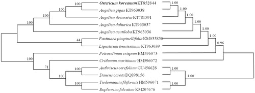 Figure 1. Phylogenetic trees based on maximum parsimony (left) and maximum likelihood (right) analysis. The topologies of the two trees are congruent with each other. The numbers above the branches are the bootstrap statistics values of maximum parsimony and maximum likelihood, respectively.