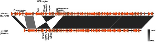 Figure 2 Comparison of the genetic organization between pPA1011 and p14057. Genes are denoted by arrows. Shading denotes regions of homology (>90% nucleotide identity). The accession number of p14057 for reference is KY296095.