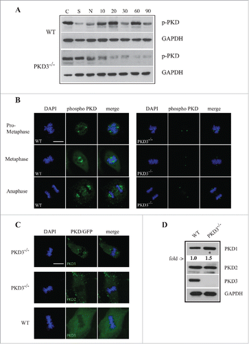 Figure 5. Analysis of PKD activity during the cell cycle: (A) Western blot analysis of wt and PKD3−/− cell extracts after starvation (S) for 24 h, nocodazole treatment (N) for 24 h and different time points after release (10, 20, 30, 60 and 90 min). Phospho-specific Ser738/742 PKD antibody was used to evaluate PKDs activity status. GAPDH antibody was applied as loading control. Shown results are representative of three independent experiments. (B) Wild type and PKD3 deficient MEFs were kept under normal cell culture conditions before fixation and incubation with the phospho-specific Ser738/742 PKD antibody according to protocols described in material and methods. Mitotic phases evaluated by DAPI staining are indicated on the left. First three rows on the left represent wt MEFs whereas last three rows on the right represent PKD3−/− MEFs. (C) Confocal images of PKD1/GFP expression (top lane) and PKD2/GFP expression (middle lane) in PKD3 deficient MEFs and PKD1/GFP expression in wt MEFs (bottom lane) at metaphase. Expression of individual PKD/GFP construct was verified by western blot (data not shown). All images are representatives of many for the indicated staining. Scale bars: 48 μM. (D) Western blot analysis of wt and PKD3−/− cell extracts. Applied antibodies are indicated on the right side. PKD1 showed a 1.5 fold increase in the PKD3 deficient extract while PKD2 showed no difference. No PKD3 was detectable in the deficient extract. GAPDH antibody was applied as loading control. For the image analysis ImageJ 1.47 v software was applied.