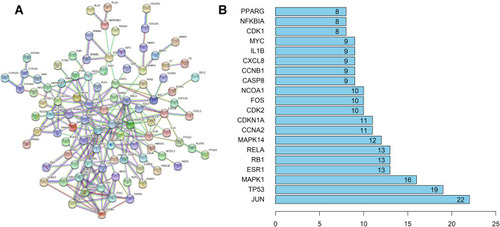 Figure 4 (A) The PPI network. (B) Bar plot showing the top 20 proteins in the PPI network. The number of proteins neighboring the target protein is plotted on the x-axis; the y-axis represents the target protein.