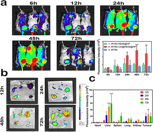 Figure 6 Evaluation of the biological distribution of CD@R848@NPs in vivo: (a) In vivo tumor targeting and biodistribution of IR-780, IR-780-R848@NPs, and IR-780-CD@R848@NPs. IR-780 equivalent dose, 100 µg/kg. The fluorescence signals at different time points at the tumor site were analyzed. n = 6. The data are expressed as mean ± SEM and was analyzed with two-way ANOVA followed by Tukey’s multiple comparisons test. **, p<0.01, ***, p<0.001, ****, p<0.0001 compared with IR-780. (b) Fluorescence images of organs (1: heart; 2: liver; 3: spleen; 4: lungs; 5: kidneys) and tumors (6) at 12, 24, 48 and 72 h. (c) Semiquantitative analysis of tumor fluorescence signals was conducted at different time points using three mice per group (n = 6). The experiment was conducted three times. The data are expressed as mean ± SEM and was analyzed with two-way ANOVA followed by Tukey’s multiple comparisons test. *, p<0.05, **, p<0.01, ***, p<0.001, ****, p<0.0001 compared with 12h.