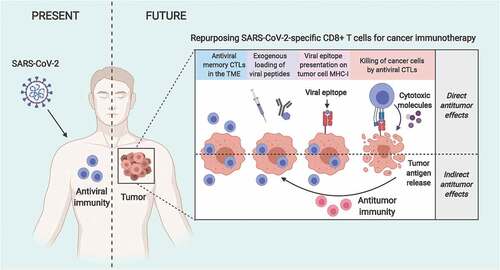 Figure 1. Repurposing SARS-CoV-2-specific antiviral CD8+ T cells for cancer immunotherapy. Patients recovered from COVID-19 or immunized with the relevant vaccines are expected to develop CD8+ T cell immunity against SARS-CoV-2. Tumors developing later on in SARS-CoV-2-immunity-bearing individuals will likely host SARS-CoV-2-specific CD8+ T cells that could be repurposed to target cancer cells. In this therapeutic approach, delivery of SARS-CoV-2-derived immunogenic epitopes (via, for example, adjuvant-free intratumoral injection or antibody-peptide epitope conjugatesCitation9,Citation10) results in their presentation by MHC-I molecules on the surface of cancer cells. Consequently, antiviral CD8+ T cells recognize their cognate epitopes and get ‘tricked’ into killing these cancer cells, simulating a virus infection (direct antitumor benefits of antiviral CD8+ T cells). Additionally, the spreading of tumor antigens released during the initial direct killing by antiviral CD8+ T cells facilitates their cross-presentation by APCs and the induction of an antitumor immunity that will attack any residual or recurring cancer cells (indirect antitumor benefits of antiviral CD8+ T cells). Interestingly, the antitumor benefits of such antiviral CD8+ T cell repurposing approaches can be further potentiated with immune checkpoint inhibitors. CTL, cytotoxic CD8+ T lymphocyte; MHC-I, major histocompatibility complex class-I; TME, tumor microenvironment.