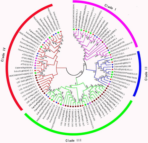 Figure 4. Phylogenetic tree of Capsicum annuum, Oryza sativa, Solanum lycopersicum, Arabidopsis thaliana and Solanum tuberosum STP genes. Phylogenetic analysis of 93 STP genes from Capsicum annuum (17), Arabidopsis thaliana (14), Solanum tuberosum (16), Solanum lycopersicum (18) and Oryza sativa (28) showing similar groups in the three species. Four clades were marked with different background colors.