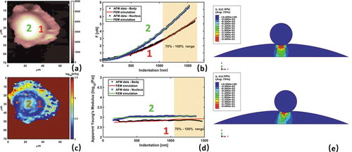 Figure 4. Results of mechanical analysis for MDA-MB-231. (a) Morphology map at zero force. (b) Force vs indentation curves for points 1 and 2, comparing AFM results and FEM simulations. (c) Young’s modulus map on a logarithmic scale at high indentation. (d) Apparent Young’s modulus vs indentation for points 1 and 2, comparing AFM results and FEM simulations. (e) Symmetric (up) and asymmetric (down) normal stress fields for FEM simulations on top and near nucleus region. Reproduced with permission from [Citation21]