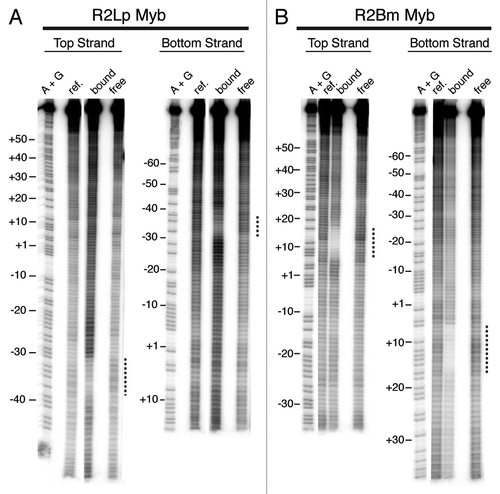 Figure 6 Missing nucleoside footprint of R2-A and R2-D clade Myb polypeptides. Part A is the R2Lp Myb footprint data. Part B is the R2Bm Myb footprint data. Lanes and markings are as in Figure 5. The R2Bm data is in agreement with reference Citation25.