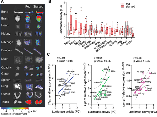 Figure 5. Luciferase activity correlates with TFEB target genes expression. (A) Representative ex vivo bioluminescence imaging of the organs dissected from fed or starved mice. Bioluminescence signals were acquired for each organ obtained from mice subjected to 48 h of starvation or normal feeding and are shown as radiance photons (p/s/cm2/sr) represented with pseudocolors according to the reported scale bar. Quantification of the bioluminescence signals from the organs is reported in (B). The measurements of bioluminescence signal are presented in the graph as fold change (FC) of the radiance photons of starved versus fed animals and presented as mean ± SD of n = 7 independent samples measured in duplicate (6 females, 8 males). Statistical significance was determined by one-way ANOVA followed by Sidak’s multiple comparison test versus fed animals. *p < 0.05, **p < 0.01. (C) Total RNA was purified from dissected organs (B), and the expression of TFEB target gene mRNA (Tfeb, Ppara, Lamp1) was analyzed by real-time PCR. Relative quantification of the transcript was obtained using the 2−ΔΔCt method versus the fed samples and was correlated to the luciferase activity for each organ. Pearson r and p-values for each interpolated curve are reported.