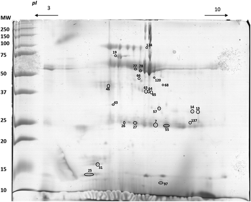 Figure 2. Representative 2-DE profile of saliva analysed. Circles represent the spots differentially expressed between sensitive and low-sensitive groups.MW – molecular weight (kDa); pI – isoelectric point.