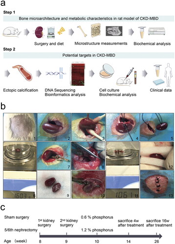 Figure 1. Illustration of the study workflow. a, Schematic overview of potential targets in chronic kidney disease–mineral bone disorder (CKD–MBD) progression. b, A two-step nephrectomy was performed with left-sided uninephrectomy from 1 to 6 and right-sided subtotal nephrectomy from 7 to 13. c, Sham surgery in the sham group, 5/6 nephrectomy in the CKD group. The experimental time points were selected at 4 and 16 weeks, respectively, after surgery with phosphorus diet to mimic the clinical disease status. N = 5 for each group.