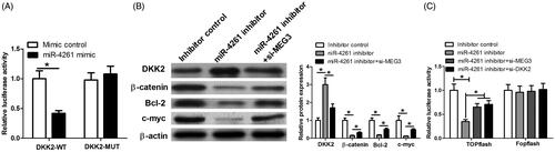 Figure 7. The effect of MEG3-miR-4261 axis on DKK2 expression and Wnt/β-catenin signaling in vitro. (A) Luciferase reporter assay shows that miR-4261 mimic transfection significantly reduces the luciferase activity of reporter containing DKK2-WT compared with mimic control. (B) Western blot assay is performed to determine DKK2, β-catenin, Bcl-2, and c-myc expression in KYSE150 cells transfected with inhibitor control, miR-4261 inhibitor, or miR-4261 inhibitor + si-MEG3. (C) TOPflash assay was performed to evaluate the effect of MEG3, miR-4261 and DKK2 on Wnt/β-catenin signalling activity in KYSE150 cells.*p < .05.