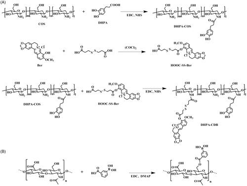 Figure 2. Synthetic scheme of polymers: (A) DHPA-CDB. (B) oHA-PBA.