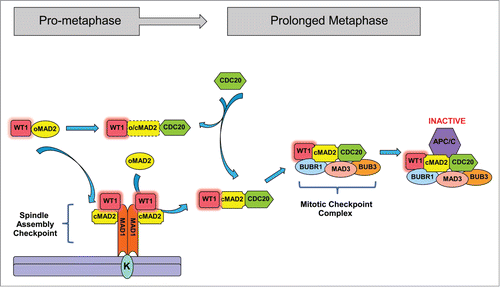 Figure 2. WT1 interacts with MAD2 and delays anaphase entry. WT1 interacts with MAD2 during mitosis. WT1 amplifies SAC signaling by promoting MAD2 and MAD1 association. Presence of WT1 stabilizes the MCC-mediated inhibition of APC/C and thereby prolongs the metaphase stage of the cell cycle.