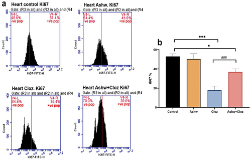 Figure 3. Effect of cloz and/or ashwagandha on fetal cardiomyocyte proliferation. (a) the presented histogram is representative of one trial from a total of three trails conducted independently. (b) pooled data from the three experiments are presented as mean percentage of Ki67+ cells ± SD. ***p < 0.001 and *p < 0.05 indicate significant differences compared with the control group. ###p < 0.001 indicates a significant difference compared with the cloz group.