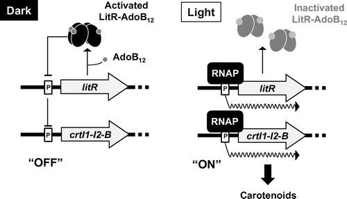 Fig. 6. The working model of light-inducible carotenoid production in B. megaterium QM B1551.
