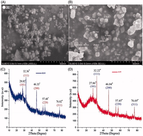 Figure 3. SEM images of AgNPs synthesized by reducing 3 mM AgNO3 using cell free supernatant of B. amyloliquefaciensD29 (A) and B. subtilisA15 (B); XRD patterns of synthesized AgNPs (C and D).