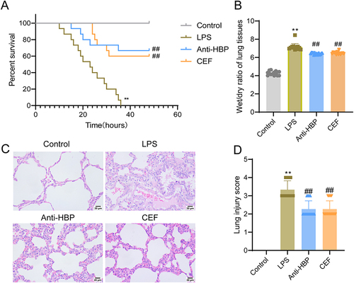 Figure 2 HBP degradation prolongs the survival of sepsis mice by alleviating LPS-induced lung injury. (A) HBP degradation improves the survival rate of LPS-induced sepsis mice; (B) Water content of lung tissue of mice in the Control, LPS, Anti-HBP, and CEF groups as determined using the W/D method; (C) Representative images of H&E staining results showing the pathological changes of lung tissue in each group, scale bar = 20 μm; (D) Statistical analysis of the lung injury severity scores in each group. **P < 0.01 vs Control group; ##P < 0.01 vs.