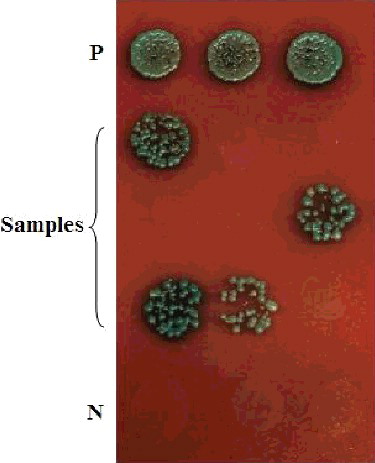 Figure 3. Screening of proteins interacting with ERF in QDO/X/A medium.