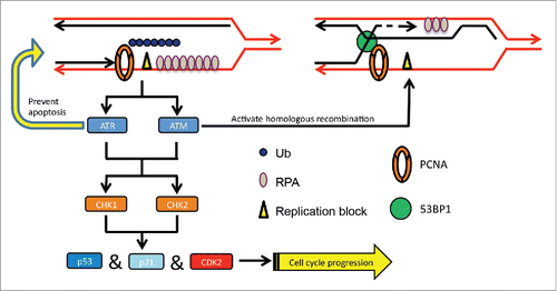 Figure 7. A working model for PCNA-polyUb-induced error-free DDT signaling. PCNA-polyUb serves as a replication-blocking signal to activate the ATR checkpoint and stabilize the replication fork to prevent collapse. A DSB signal may be formed due to annealing of the 2 sister chromatids adjacent to the ssDNA gap, which in turn activates the ATM checkpoint and recruits 53BP1 and other HR proteins for error-free lesion bypass possibly via template switching.