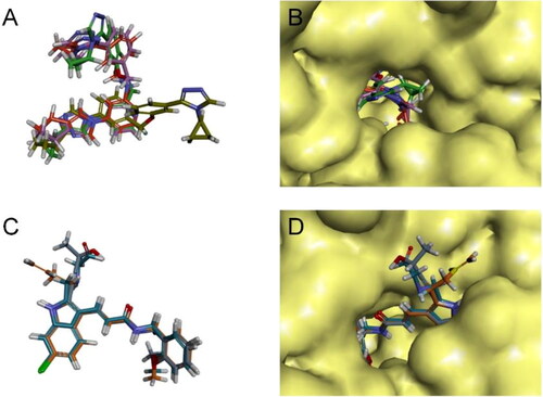 Figure 4. Structural superposition schematic of candidate compounds.(A) Structural overlay of gsa/b/c/e, gsa is earthy yellow, gsb is red, gsc is purple, and gse is green; (B) Schematic representation of the binding of gsa/b/c/e to the active pocket of ALOX15 protein; (C) Structural overlay of i472a/b/e, i472a is cyan, i472 is orange, and i472e is grey; (D) Schematic representation of the binding of i472a/b/e to the active pocket of ALOX15 protein.