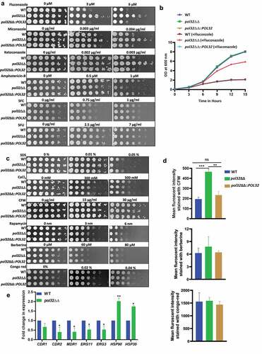 Figure 6. Antifungal drug susceptibility. a. Overnight cultures of WT, pol32ΔΔ and pol32∆∆::POL32 strains were serially diluted and spotted on YPD plates without or with the indicated concentration of various antifungal drugs. All the plates were incubated at 30°C for 48 hr and photographed. b. Overnight grown cultures of WT, pol32ΔΔ and pol32ΔΔ::POL32 strains were diluted in fresh YPD media and grown at 30°C in the absence or presence of fluconazole (6 μM). The absorbance was measured at OD600 for 15 hr at an interval of 3 hr and was plotted using Graph pad prism 8.0. The experiment was performed in biological duplicates and repeated twice. c. Serially diluted cultures of WT, pol32ΔΔ, and pol32∆∆::POL32 strains were spotted on YPD plates without or with indicated concentrations of SDS, CaCl2, CFW, rapamycin, berberine, and Congo red. Plates were incubated at 30°C for 48 hr and photographed. d. Cells from various strains of C. albicans were stained with CFW, berberine and Congo-red and analyzed by flow cytometry. The mean fluorescence intensity from 3 independent experiments were plotted using Graph Pad Prism 8.0. The results are presented as mean ± standard deviation. Asterisks indicate the statistically significant differences between WT, pol32ΔΔ, pol32ΔΔ::POL32 using the student t test (**P < .01, ***P < .001) e. Quantification of the expression of genes associated with azoles drug resistance by real-time PCR. GAPDH was used as a control. The results are presented as mean ± standard deviation. Asterisks indicate the statistically significant differences compared to the results of the WT using the student t-test (*P < .05; **P < .01). f. Serially diluted cultures of WT, pol32ΔΔ, and pol32ΔΔ::POL32 were spotted on YPD plates containing either indicated concentration of geldanamycin, trichostatin A, fluconazole, and in combinations. All the plates were incubated at 30°C for 48 hrs and photographed. g. The absorbance of pol32ΔΔ strain in YPD media in the presence or absence of fluconazole alone, geldanamycin alone or in a combination of both at 30°C was measured and plotted. h. The absorbance of pol32ΔΔ strain in YPD media in the presence or absence of fluconazole alone, trichostatin A alone or a combination of both at 30°C was measured and plotted.
