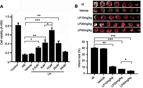 Figure 1 Protective effect of lycopene (LP) on myocardial ischemia-reperfusion injury. (A) H9c2 cells were pretreated with different concentrations of LP for 12 hrs, which was followed by 12 hr-hypoxia/1-hr reoxygenation (H/R). Cell viability was detected by the CCK-8 assay. Data were expressed as mean±standard SEM, n=3. *P<0.05, **P<0.01, ***P<0.001. (B) The rats were injected with different doses of LP for 5 consecutive days, at 24 hrs following the final injection, the hearts were isolated and underwent 30 mins ischemia/120 mins reperfusion (IR). The myocardial infarct size was assessed by TTC staining. The non-infarction areas were red or pink stained, whereas the infarction areas were white or gray. Data were expressed as mean±standard SEM; n=6 per group; *P<0.05, **P<0.01, ***P<0.001.