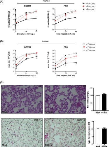 Figure 1. Ex vivo infection of murine and human lung tissues. (A, B) Kinetics of influenza PR8 and SC35M replication. Extracted (A) mice lungs and (B) human lung explants were infected with the indicated viral doses (PFU/mL) for 2, 24 and 48 h. Viral titres were determined via plaque assay. (C) Representative images of histopathologic condition (H&E stain, upper panel) and distribution of proSP-C positve cells (lower panel) of murine lung tissue sections at 24 hpi. n = 5 murine lungs/condition, scale bar 50 µm. To score lung inflammation, separate sections of each lung were evaluated for tissue density, and the mean density/lung was calculated, normalised to mock (100%) and compared by Mann-Whitney U test. Numbers of type II pneumocytes were counted, normalised to the numbers of nuclei detected in the corresponding tissue section, and analyzed by Mann-Whitney U test.