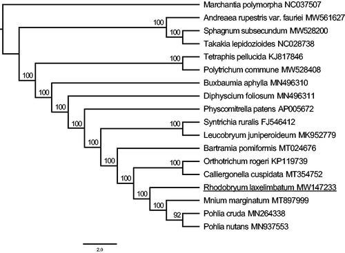 Figure 1. The ML tree was constructed based on 18 complete chloroplast genome sequences of bryophytes. Numbers on the branches were bootstrap values.