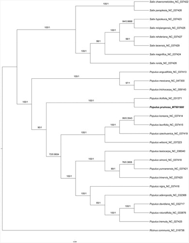 Figure 1. Phylogenetic tree inferred by both maximum-likelihood and Bayesian analysis from 27 species. The values on each node represent the bootstrap values from maximum-likelihood (left) and the posterior probability from Bayesian inference (right), respectively. The bold part is P. pruinosa in this study..