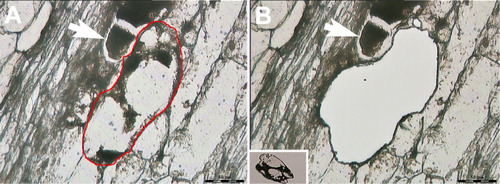 Figure 3. pe-LM of a nurse cell (giant cell) formed by the root knot nematode (Meloidogyne incognita) in cotton (Gossypium hirsutum). A, Before LM. B, After LM, inset, the captured cell that was dissected out in B. Bar = 50 µm.